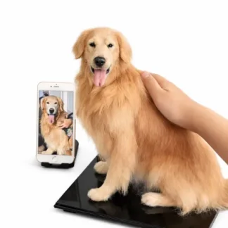 Wool felt pet replica full body